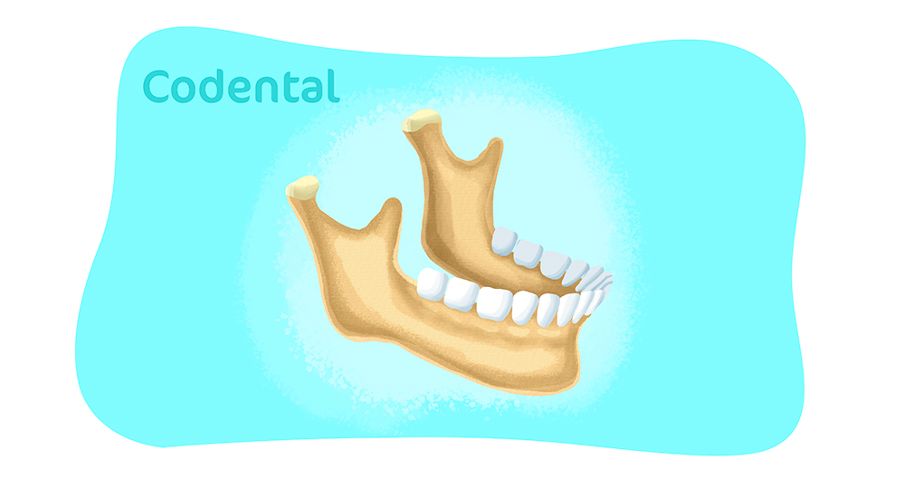 Anatomia do Dente e Mandíbula Inferior de um Jovem 6 Partes