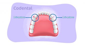 Pré-molares: saiba tudo sobre esses dentes
