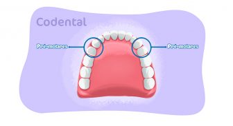 Anatomia da mandíbula em detalhes - Codental Blog