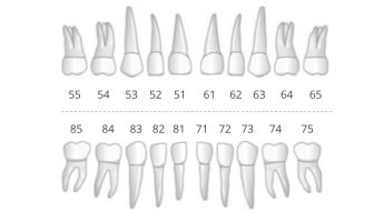 odontograma deciduos