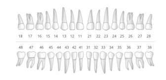odontograma dentes permanentes