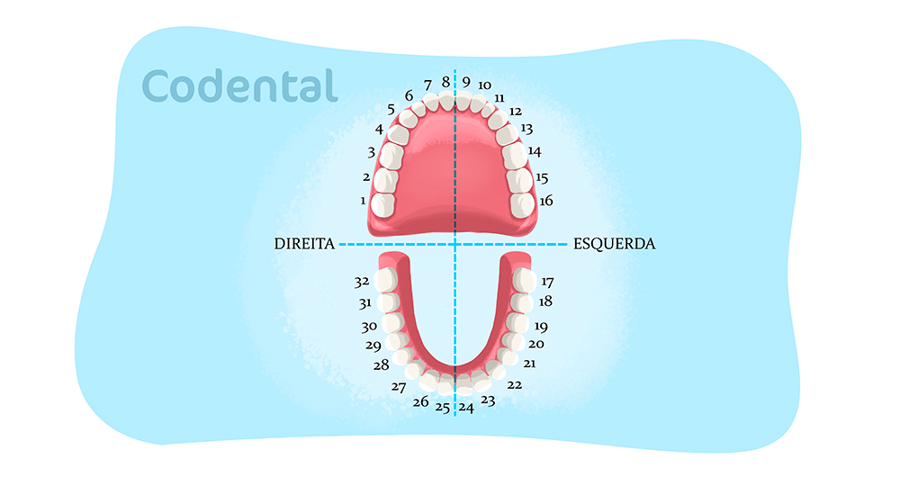 Anatomia da mandíbula em detalhes - Codental Blog