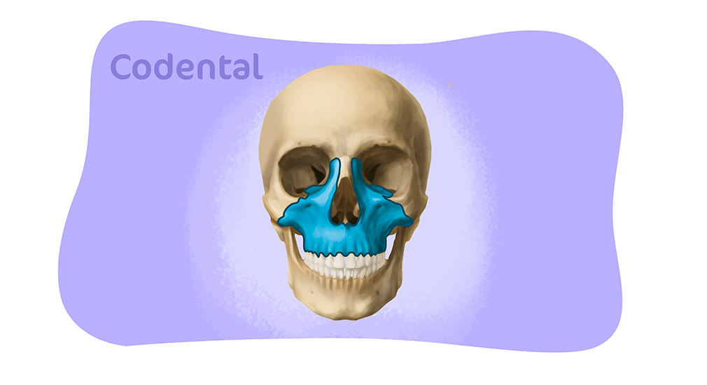 Anatomia da mandíbula em detalhes - Codental Blog