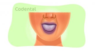 Anatomia da mandíbula em detalhes - Codental Blog