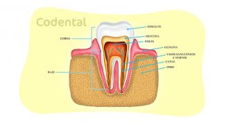 Anatomia dental: conheça tudo sobre!