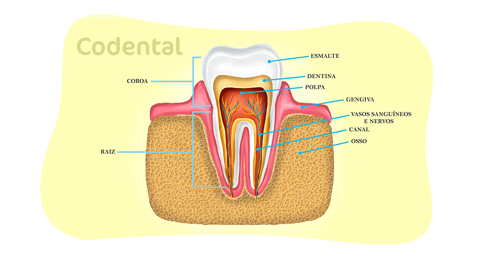 anatomia dental