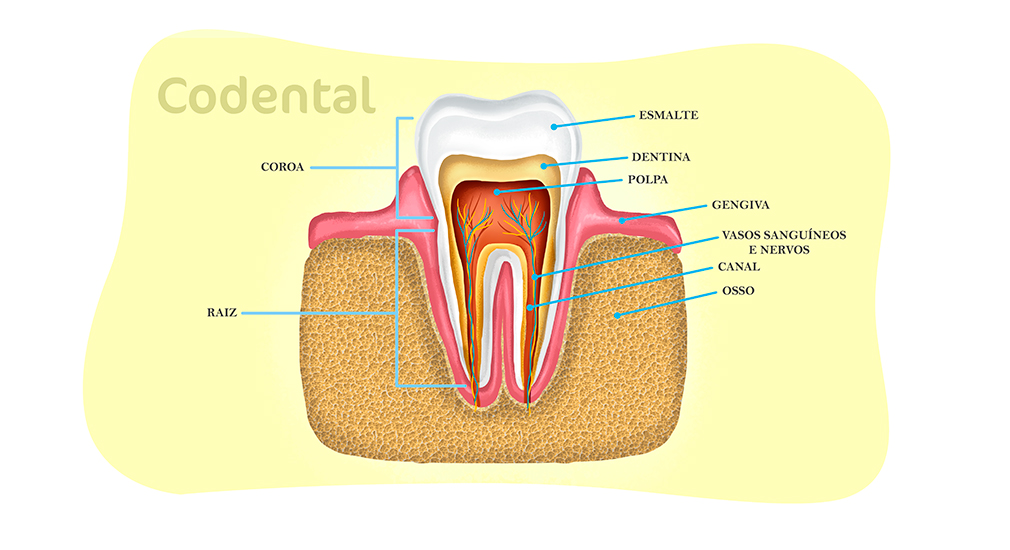 Anatomia do Dente e Mandíbula Inferior de um Jovem 6 Partes