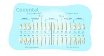 Odontograma: Benefícios, Tipos e Como Preencher
